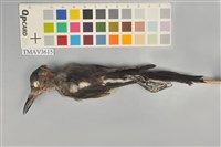 藏品(鵲鴝)的圖片